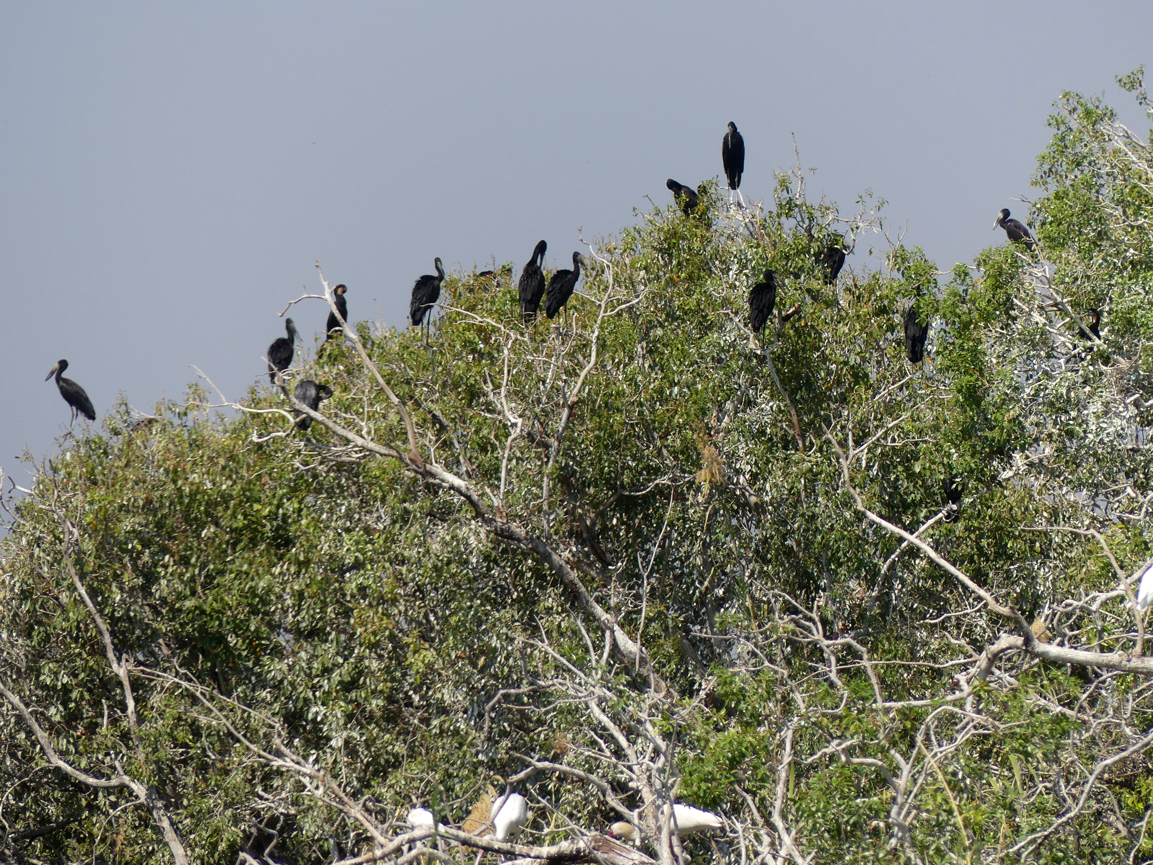 openbilled stork rookery