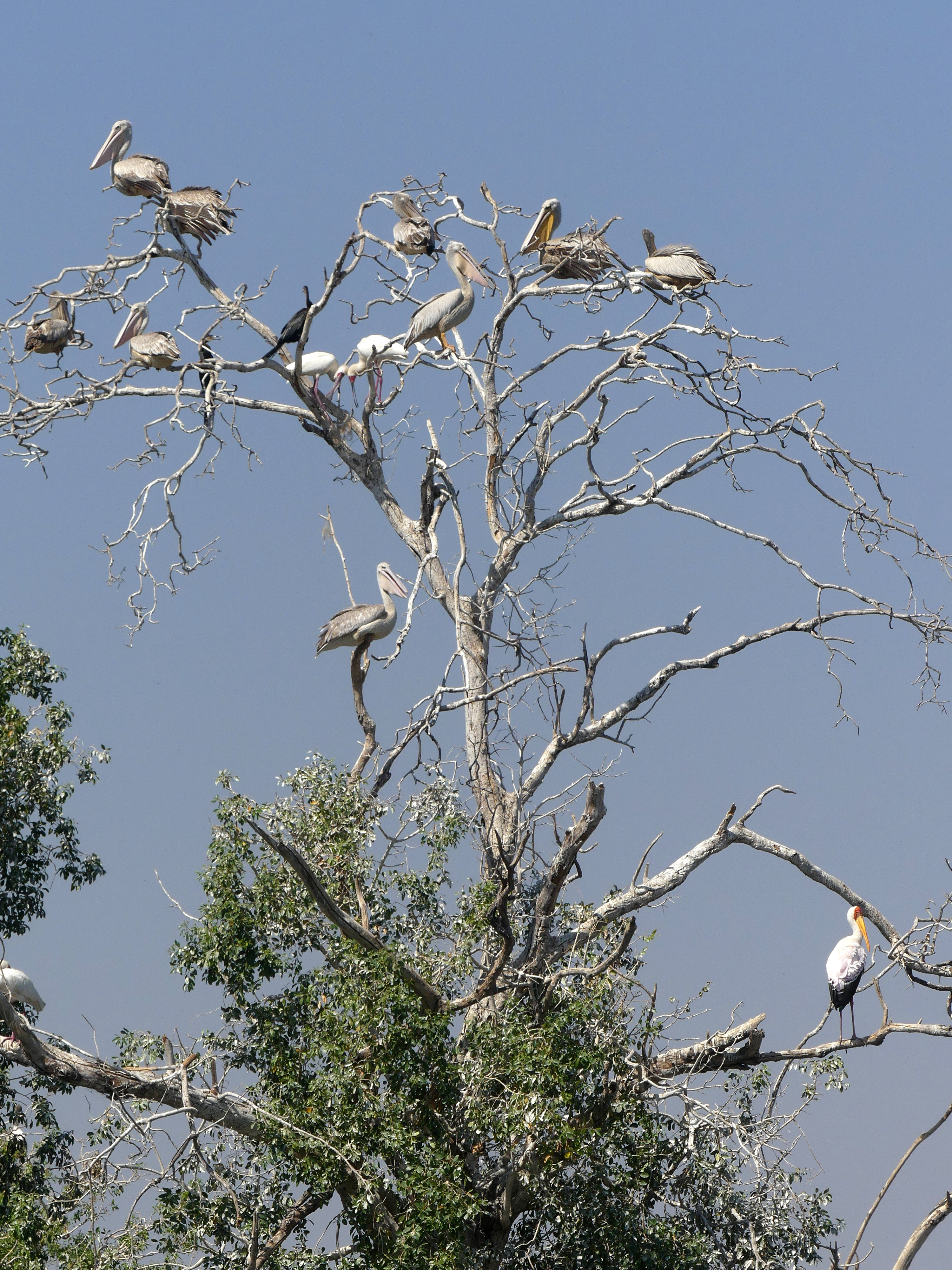 pelican rookery