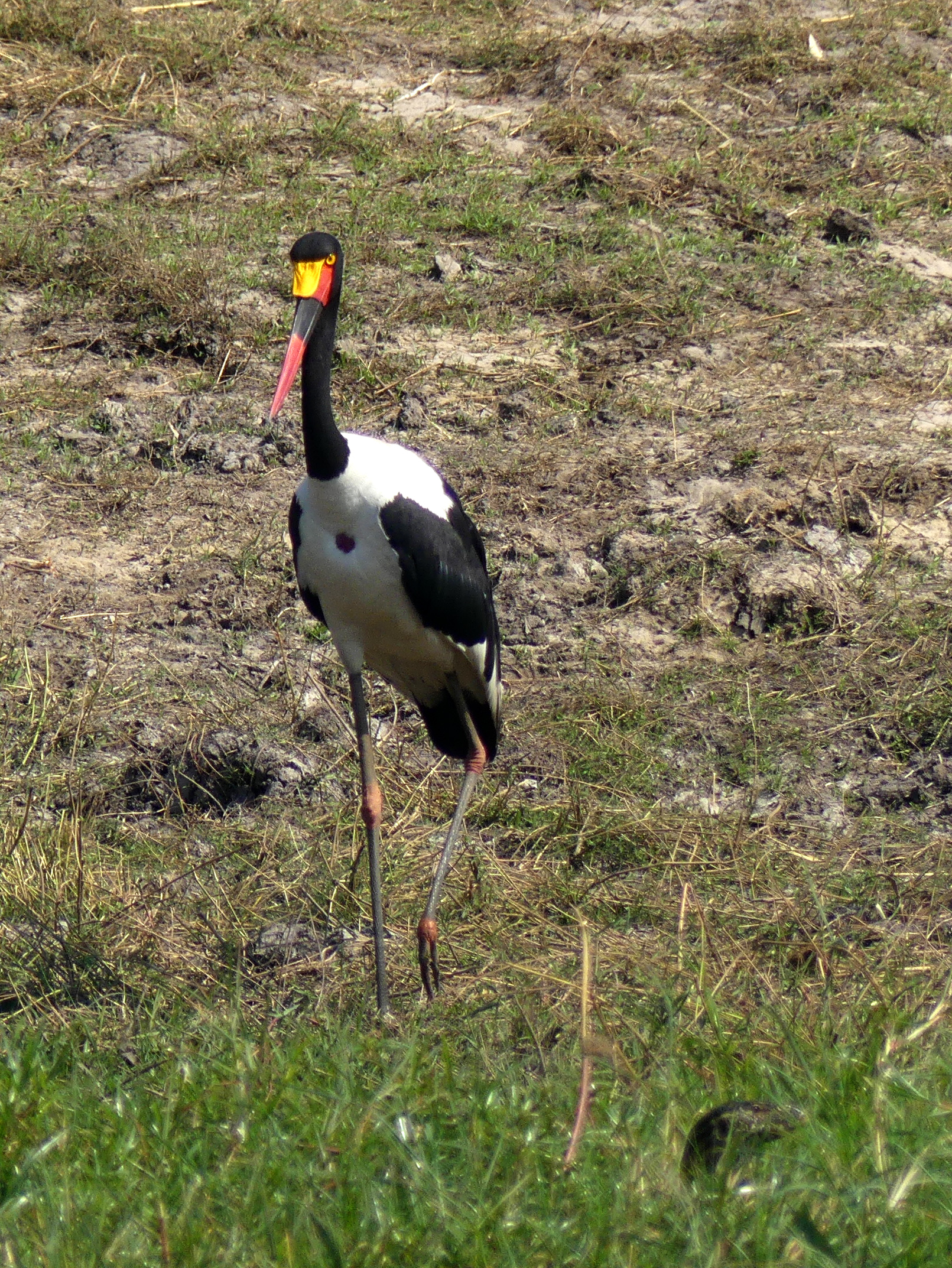 saddlebilled stork
