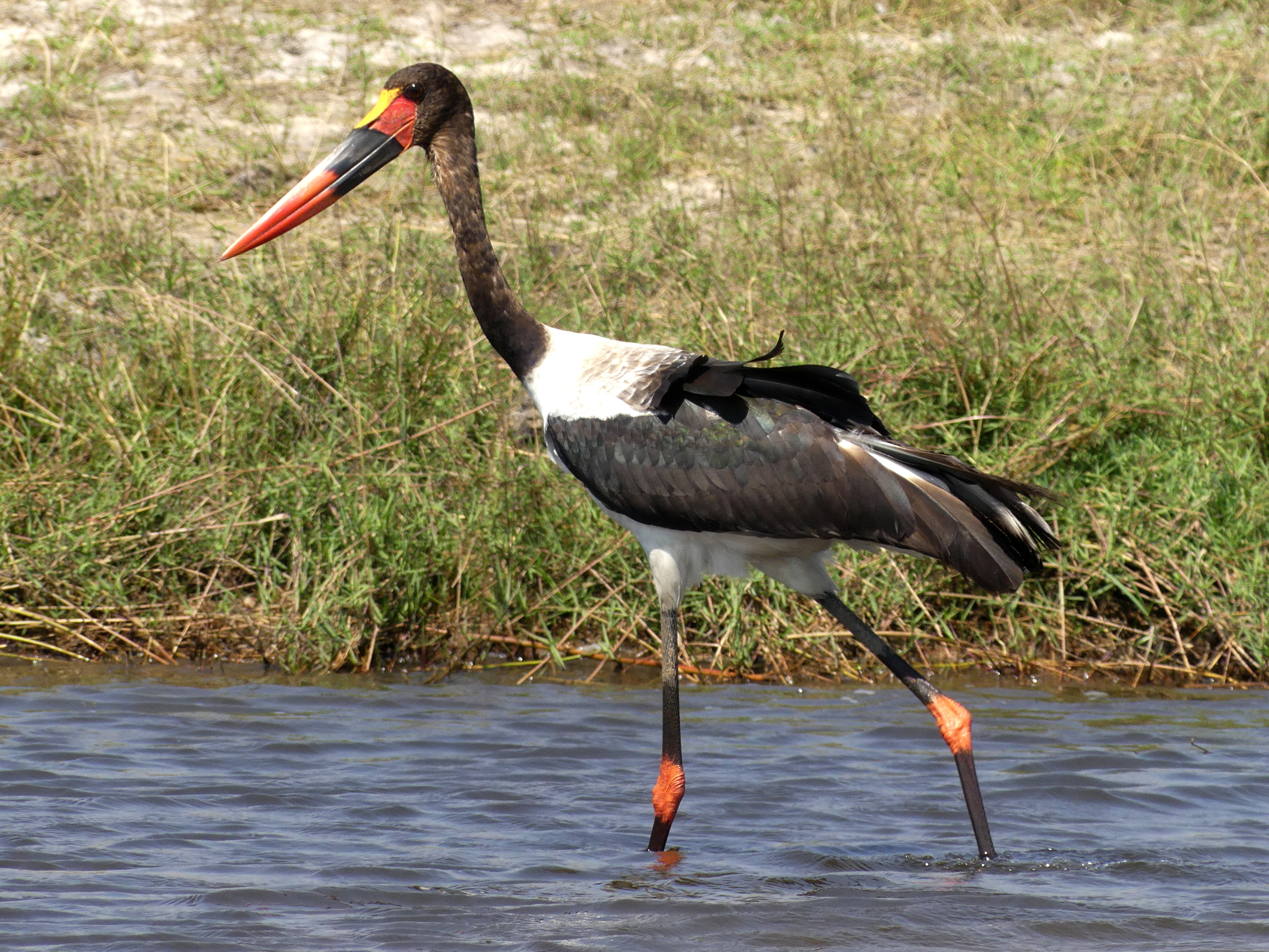 saddlebilled stork