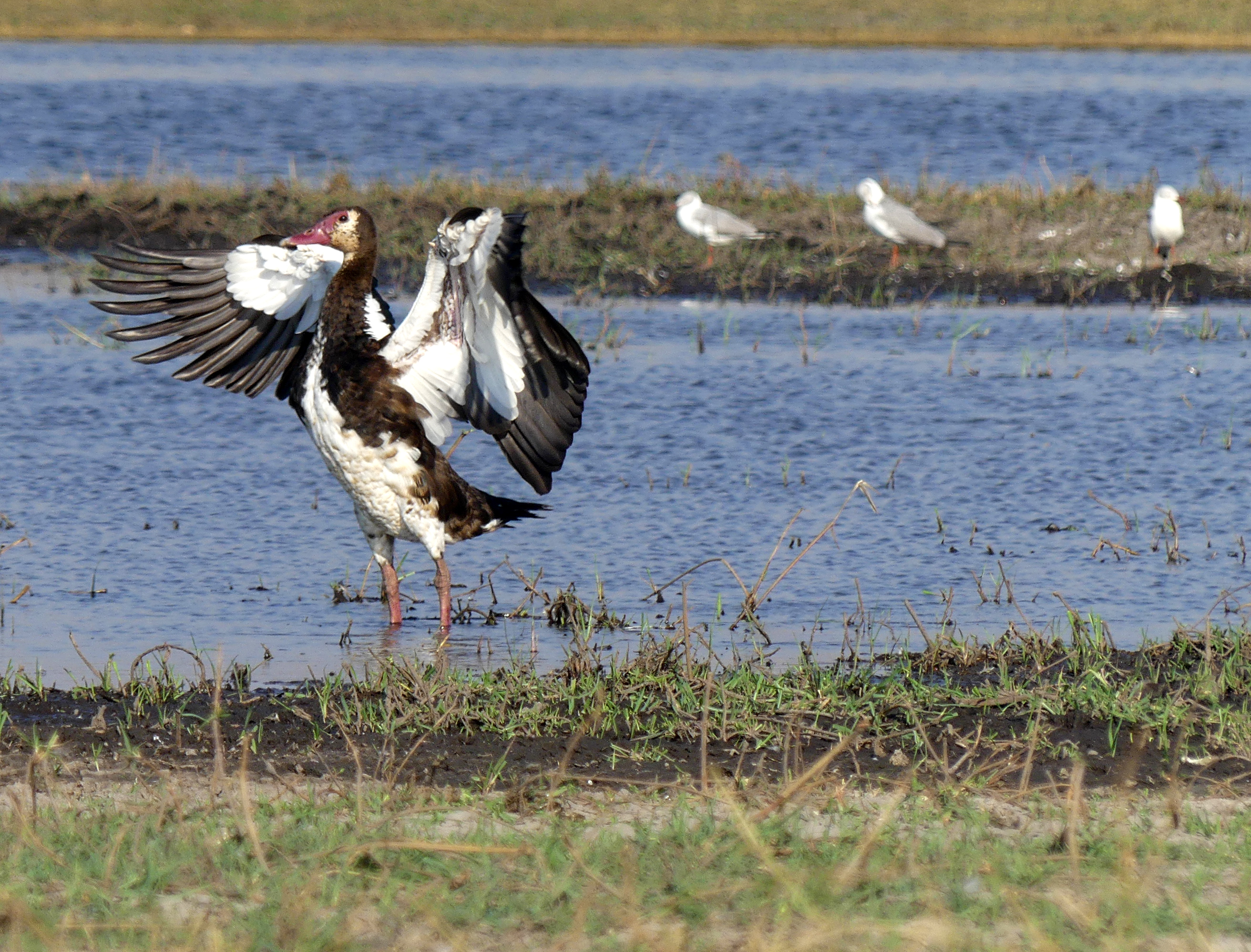 spurwinged goose