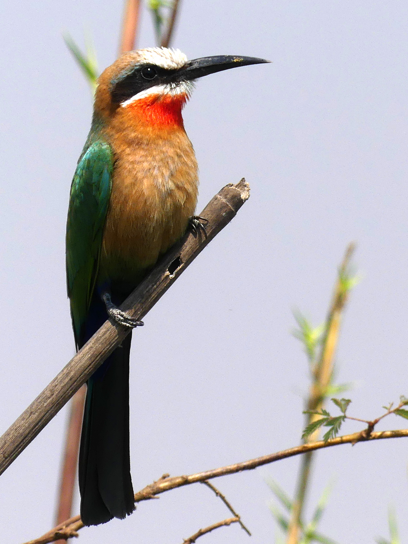 whitefronted bee-eater