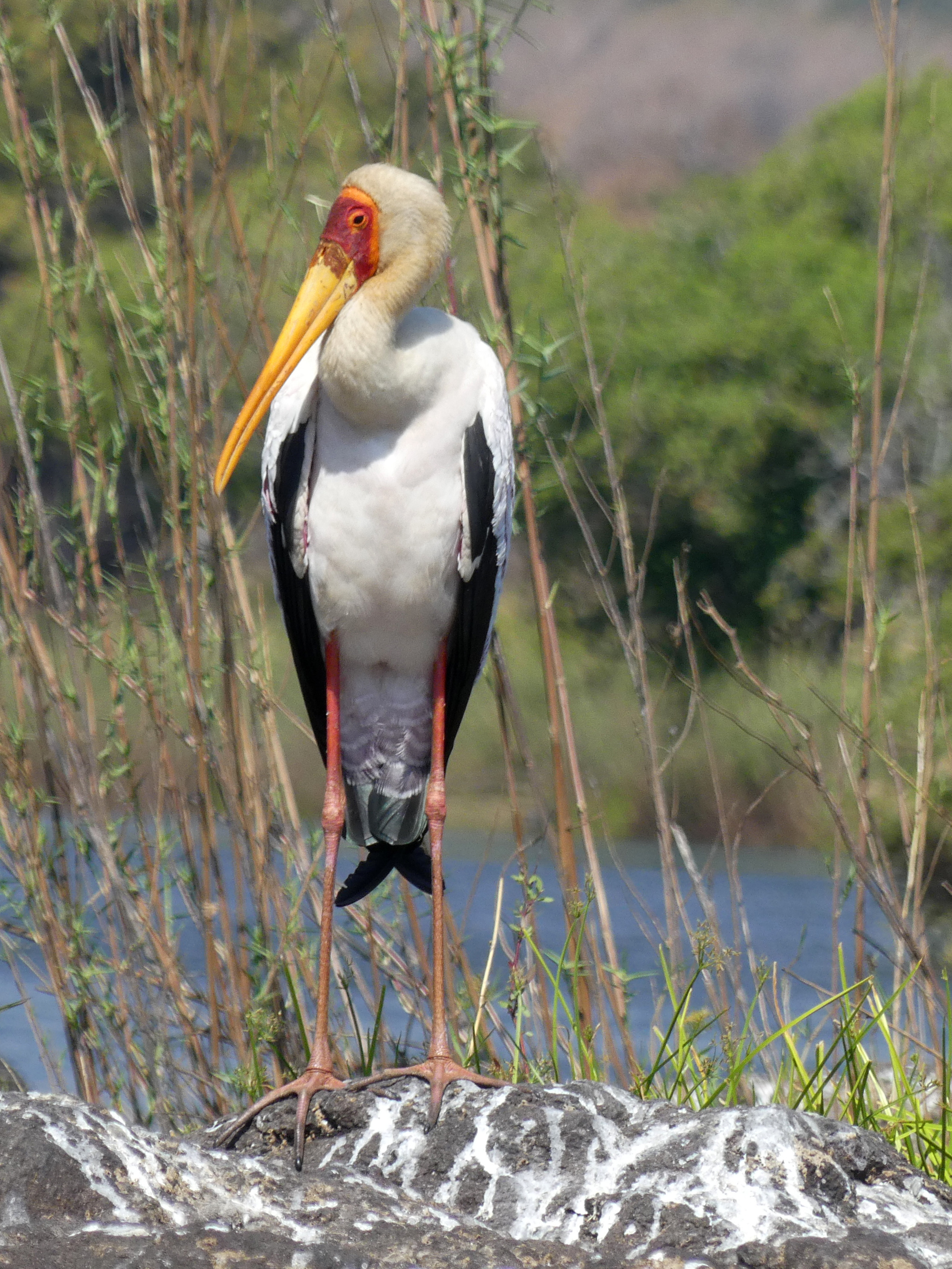 yellowbilled stork