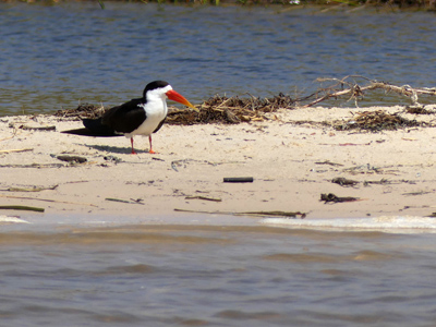 African skimmer