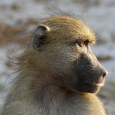 baboon profile