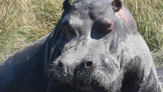 hippos