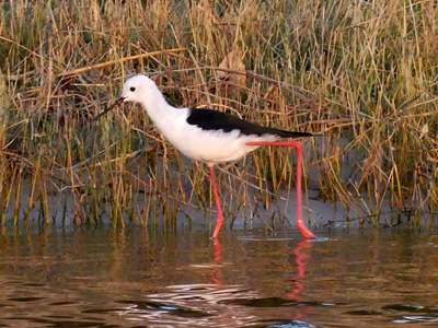 blackwinged stilt