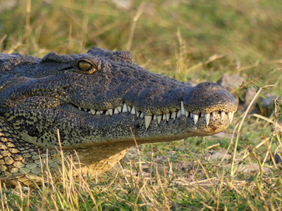 Nile crocodile mouth closed