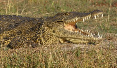 crocodile open mouth