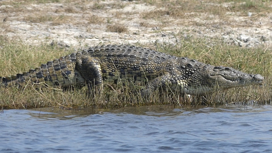 click/tap to play video crocodiles