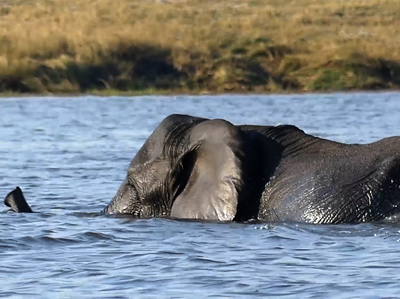 elephants swimming