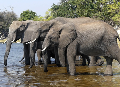 elephants drinking