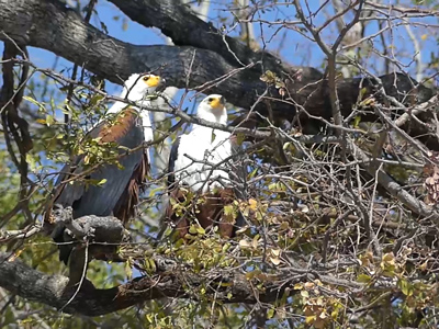 click/tap to play video fish eagles