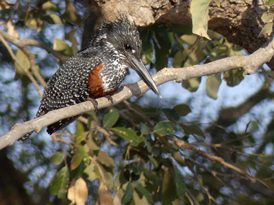 giant kingfisher