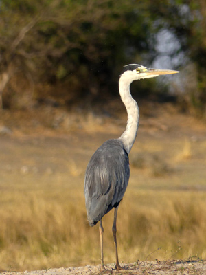 grey heron