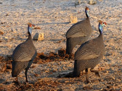 helmeted guineafowl