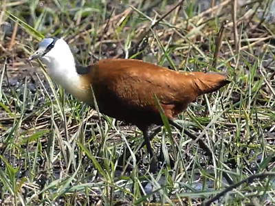 click/tap to play video jacana