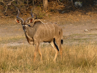 male kudu