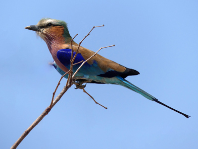 lilacbreasted roller