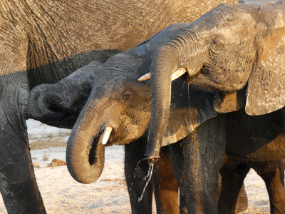 little eles drinking