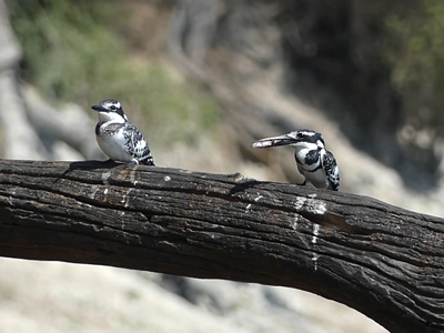 click/tap to play video pied kingfishers