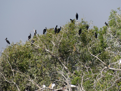 openbilled stork rookery