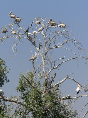 pelican rookery