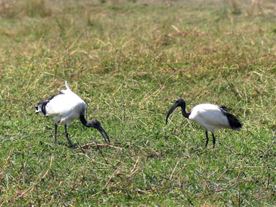 sacred ibis