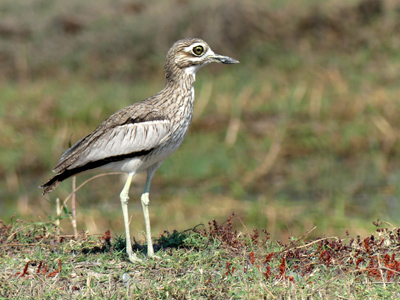 one thick-knee