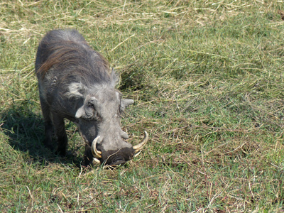 warthog
