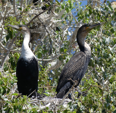 whitebreasted and reed cormorants