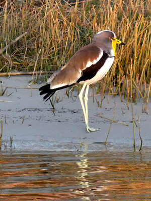 whitecrowned lapwing