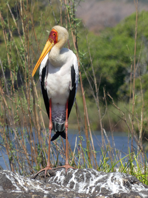 yellowbilled stork