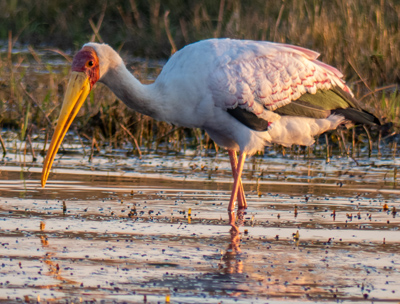 yellowbilled stork