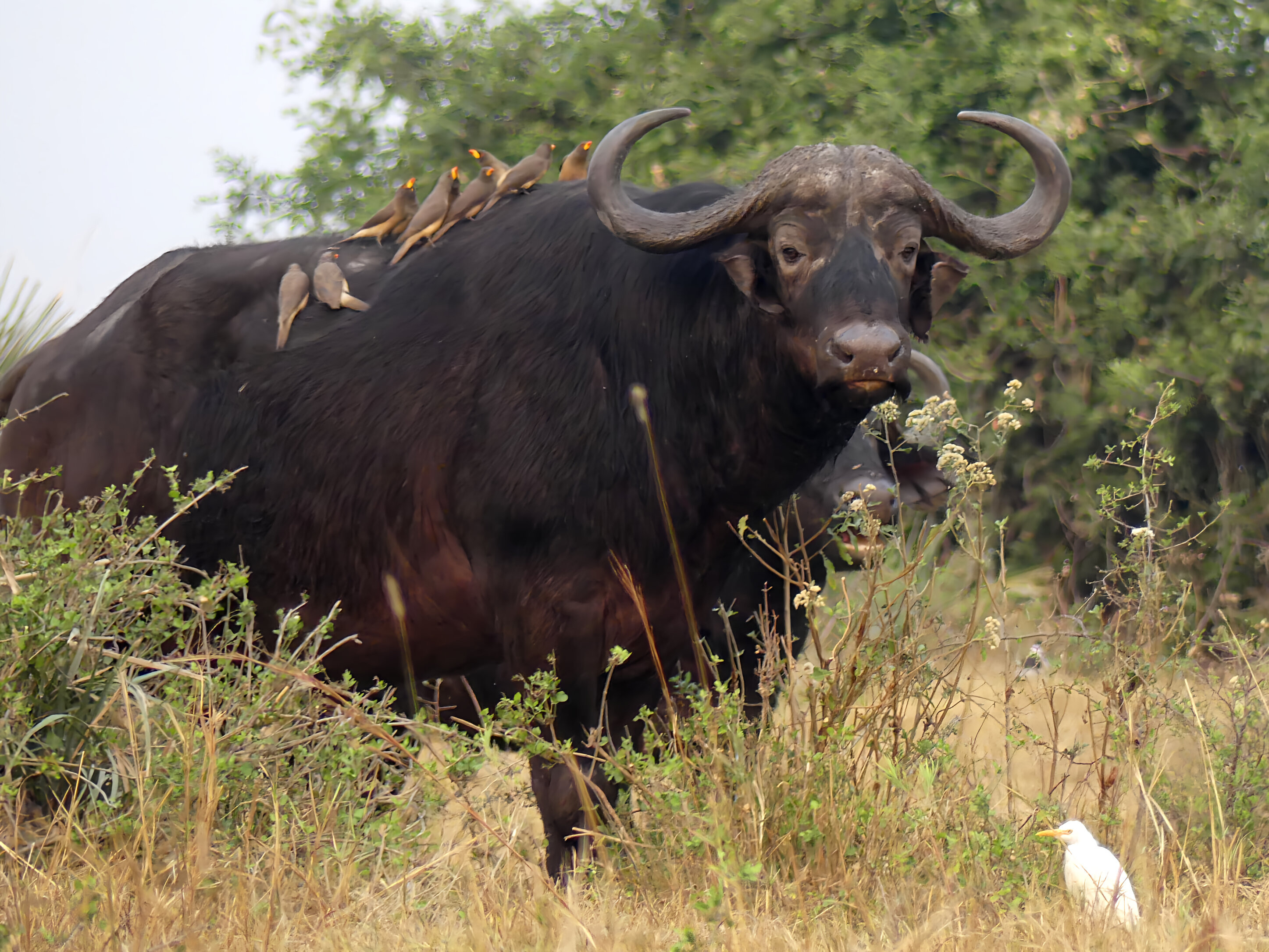 buffalo with yellowbilled oxpeckers
