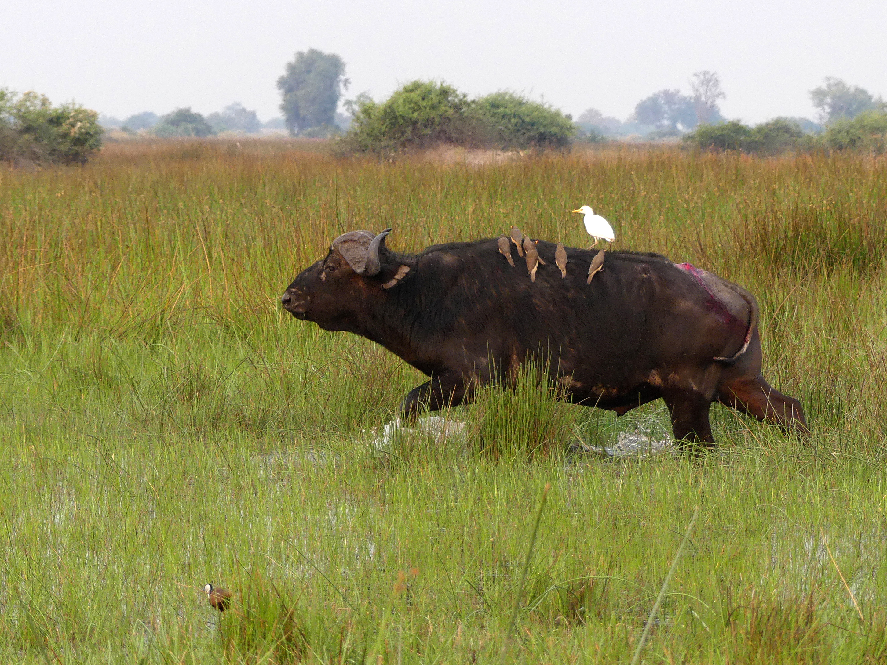 Cape buffalo