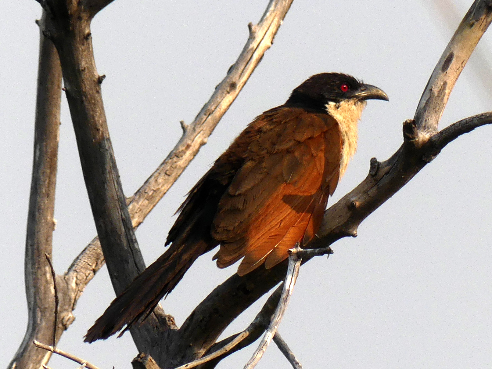 copperytailed coucal