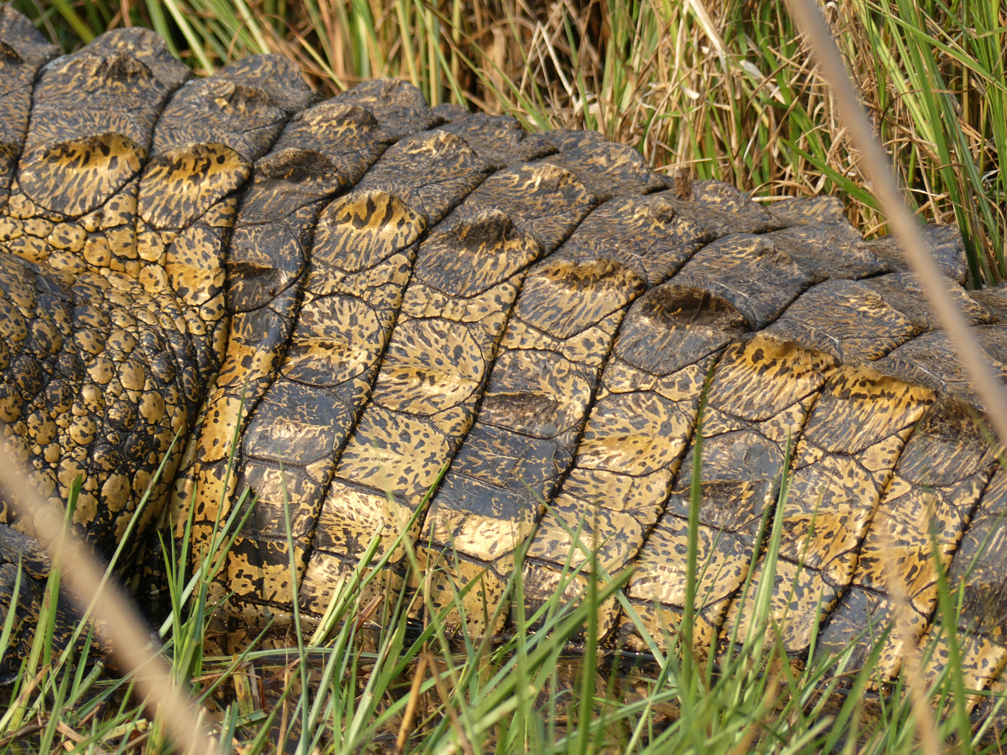 crocodile skin