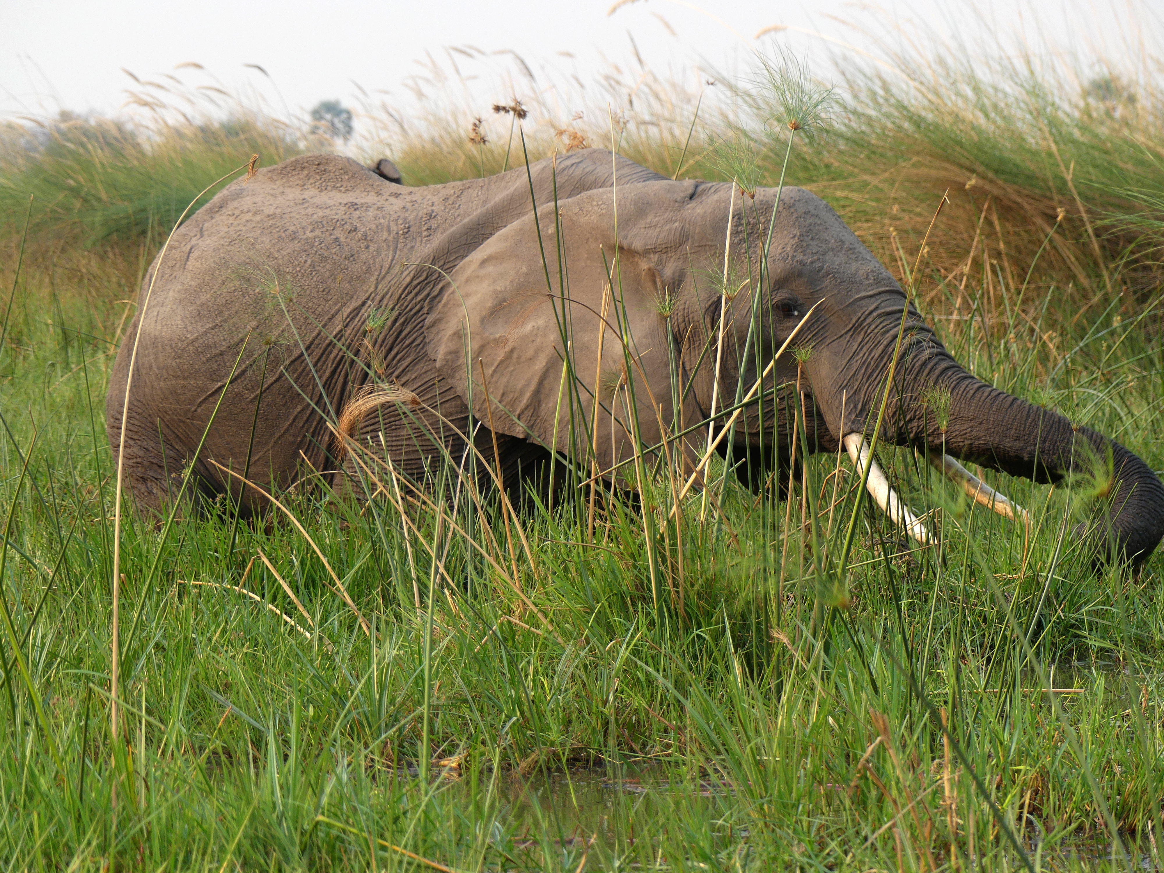 ele eating reeds