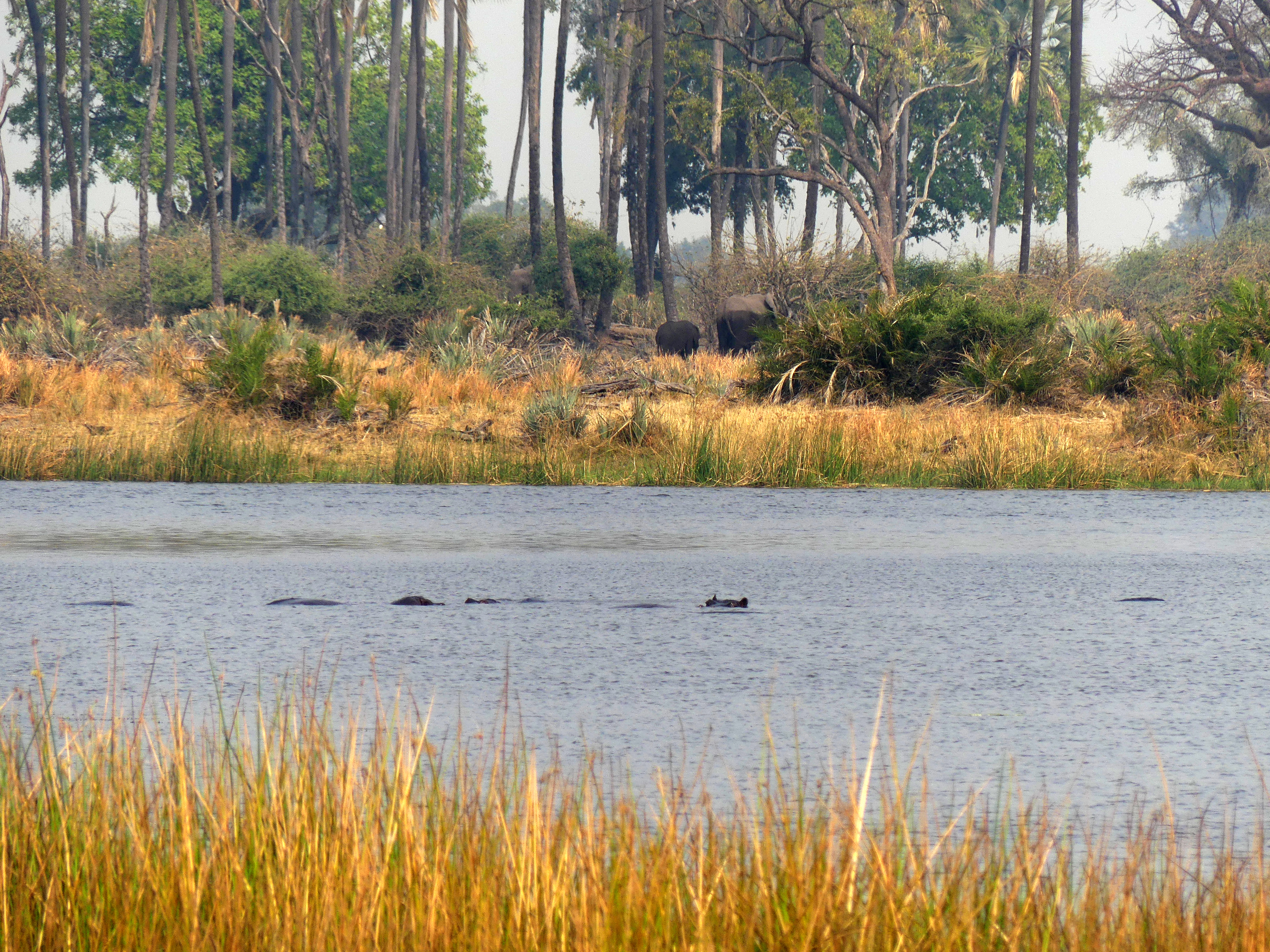 hippo landscape