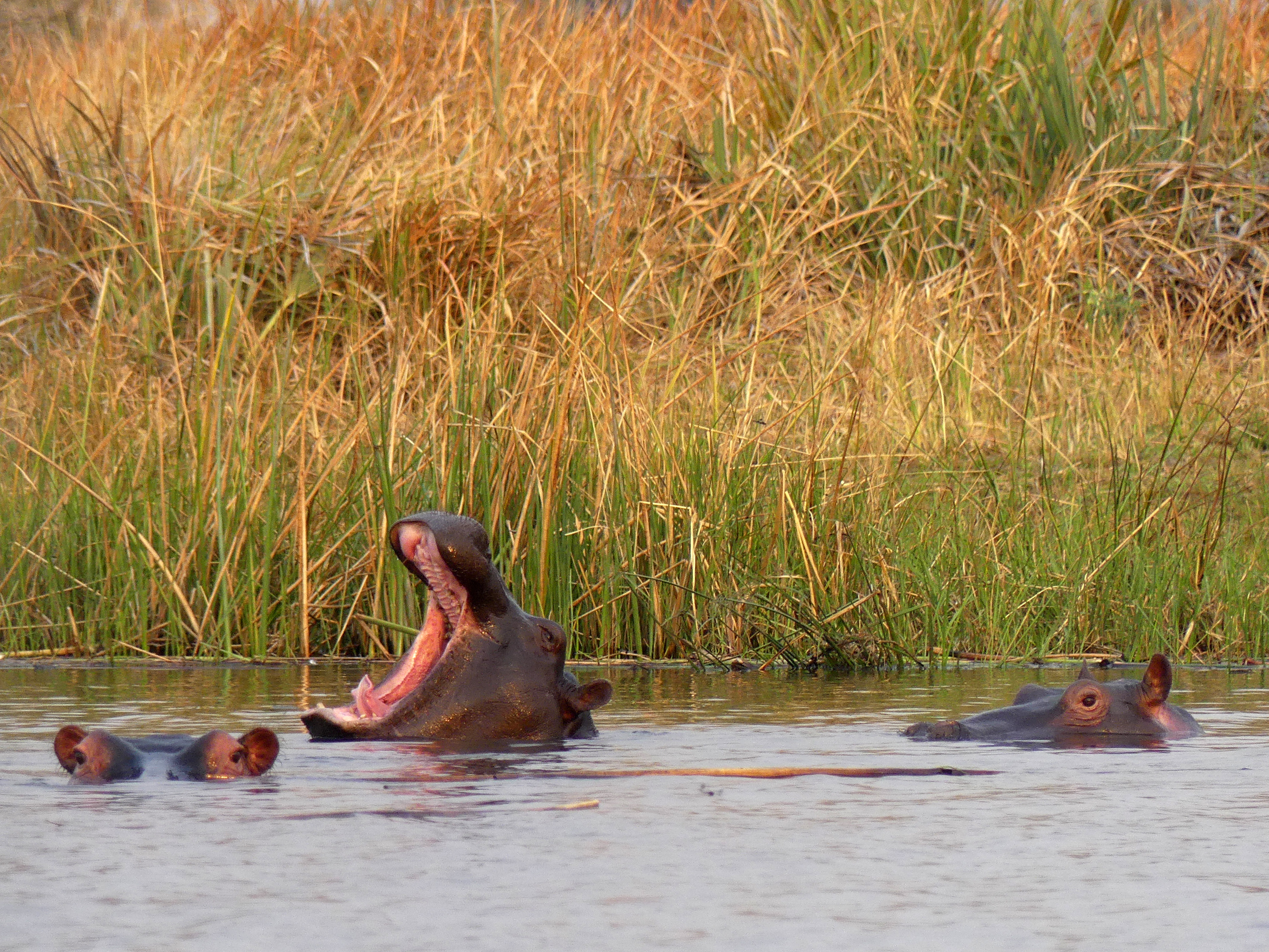 hippo open mouth