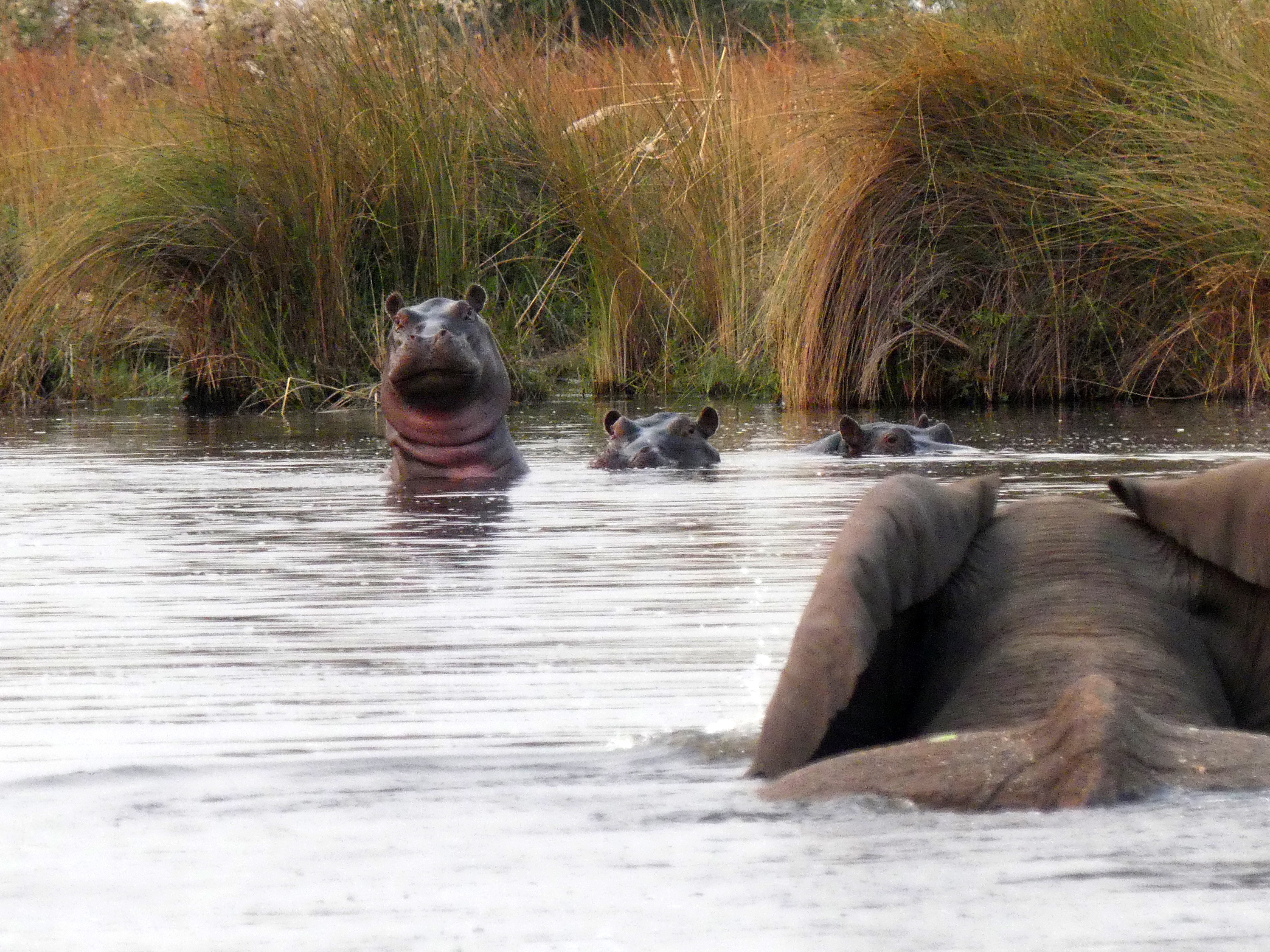 hippo standing