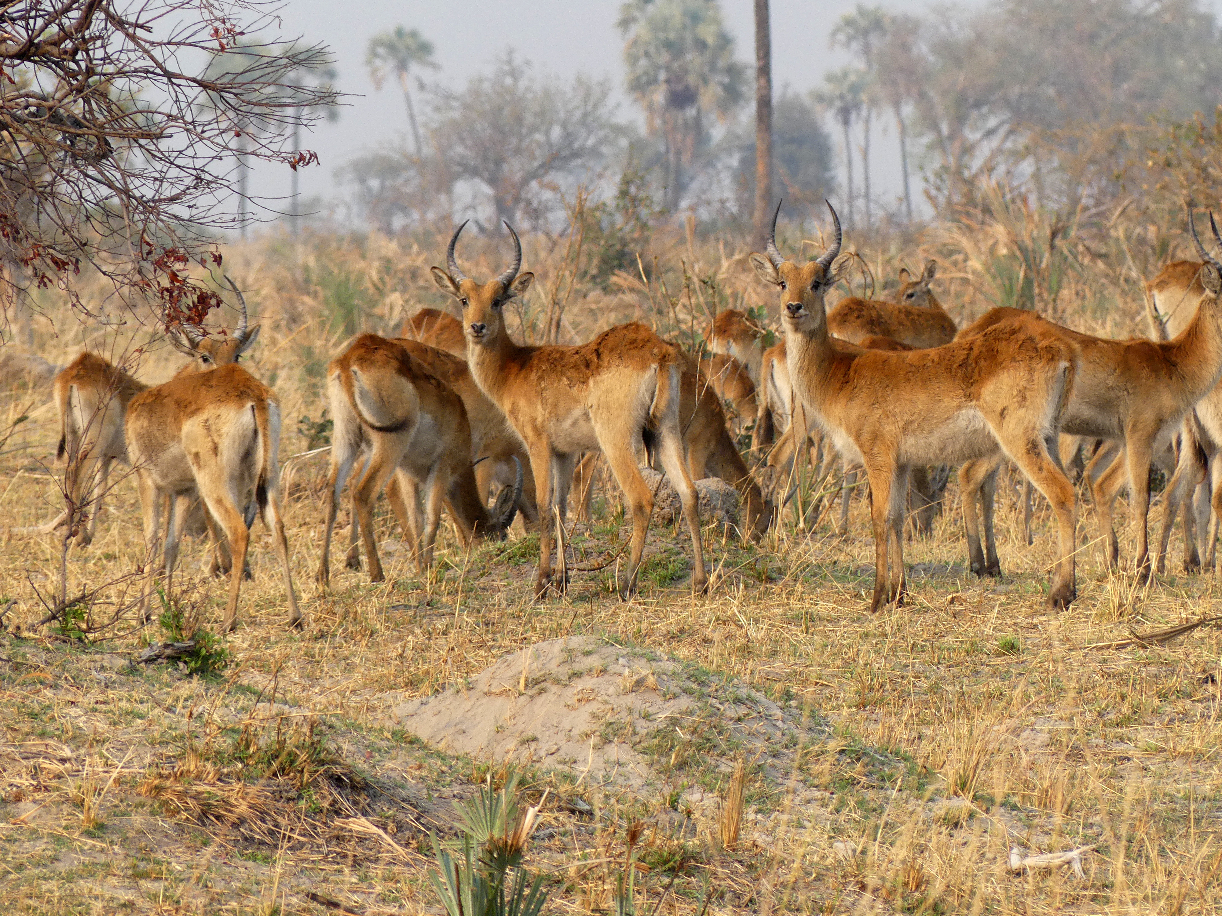 lechwe