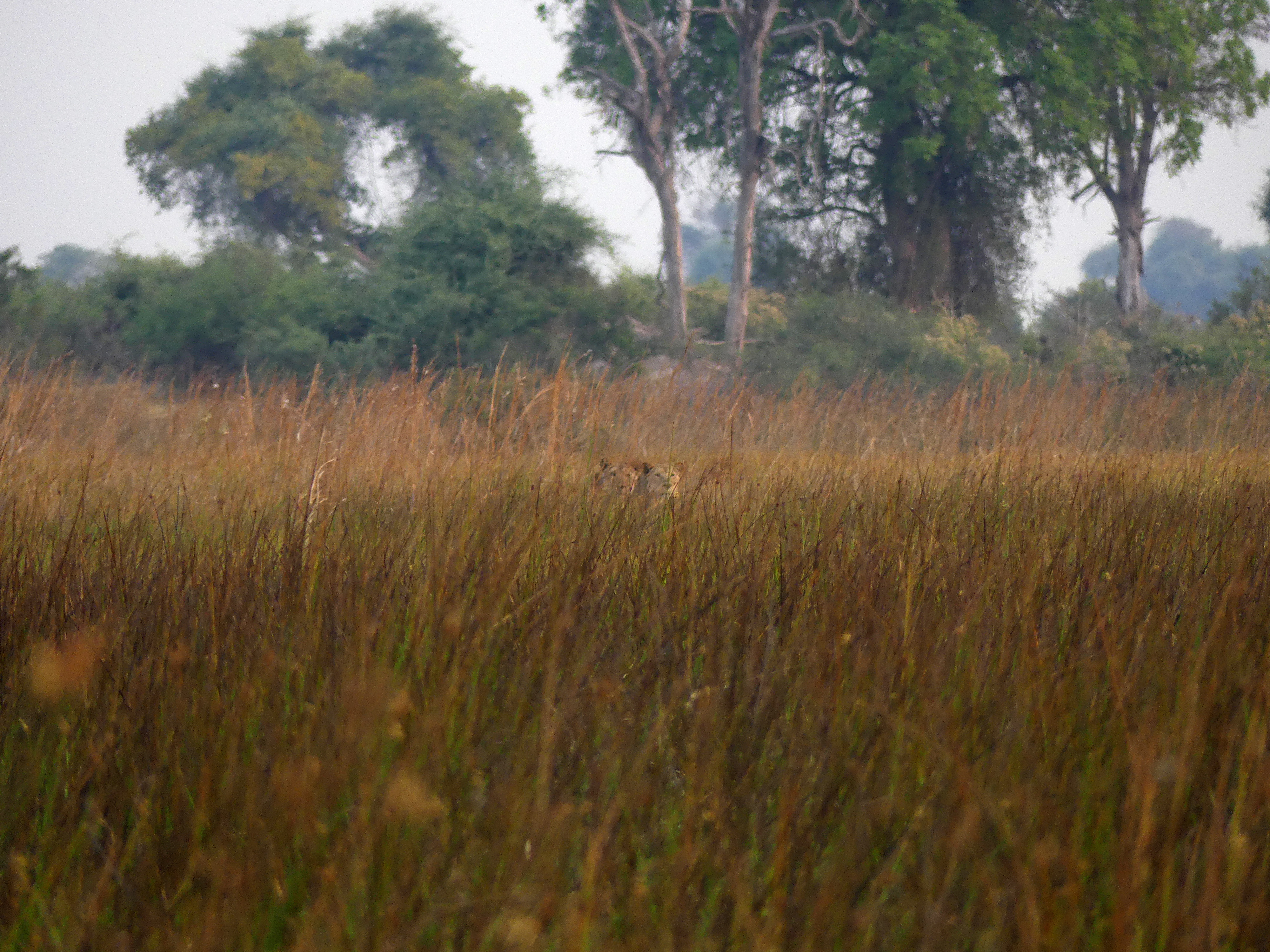 lions in distance