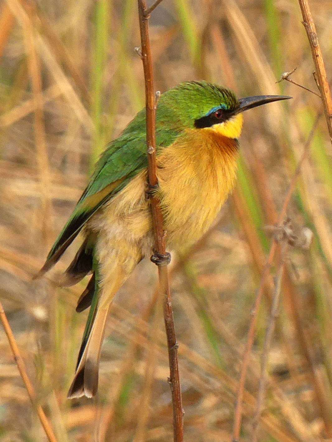 little bee-eater
