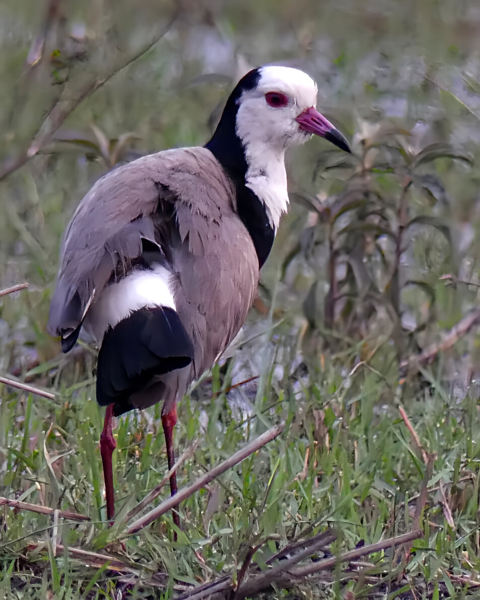 longtoed lapwing