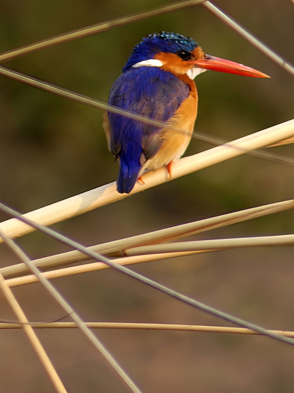 malachite kingfisher
