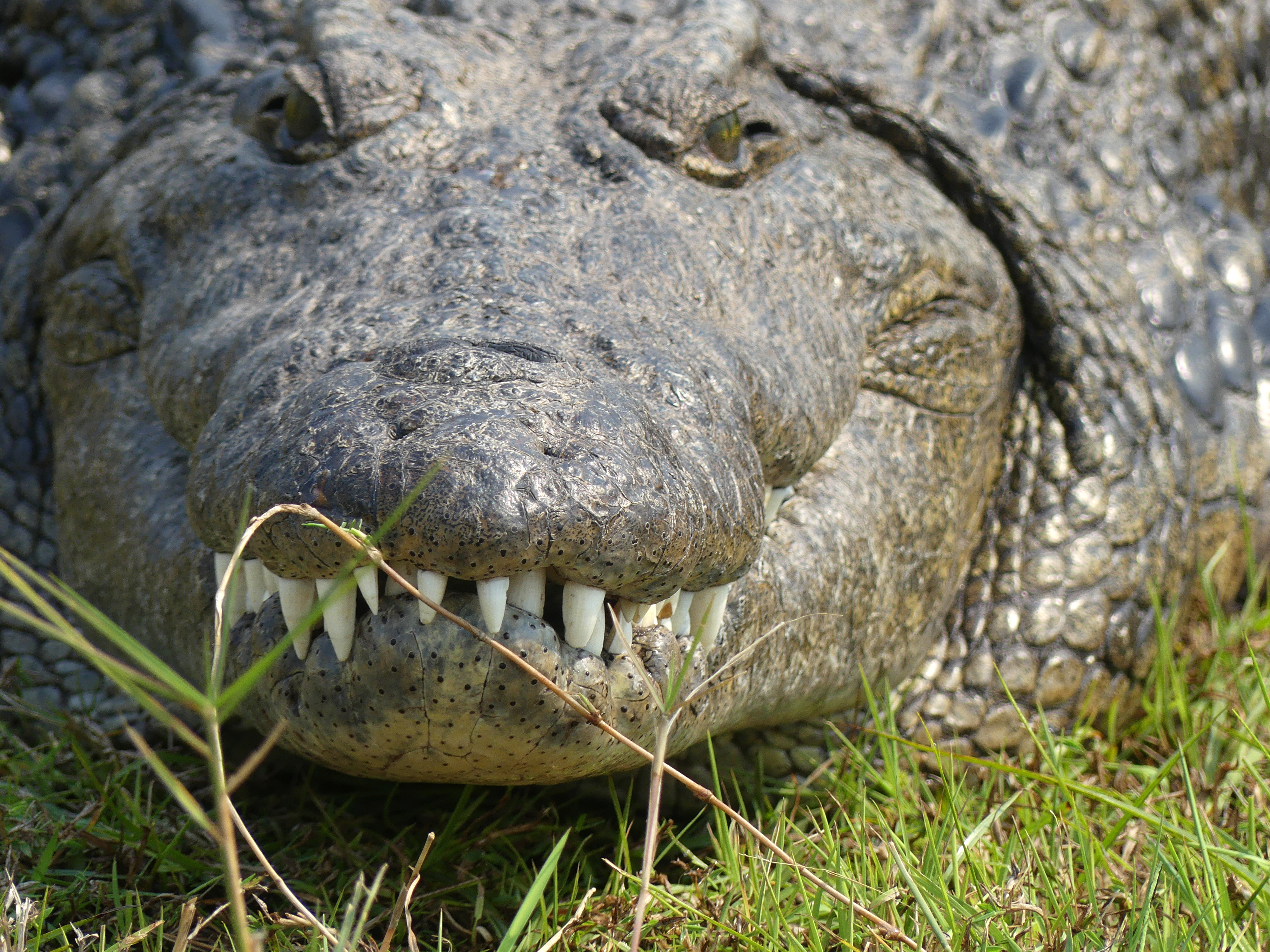 crocodile nose on closeup