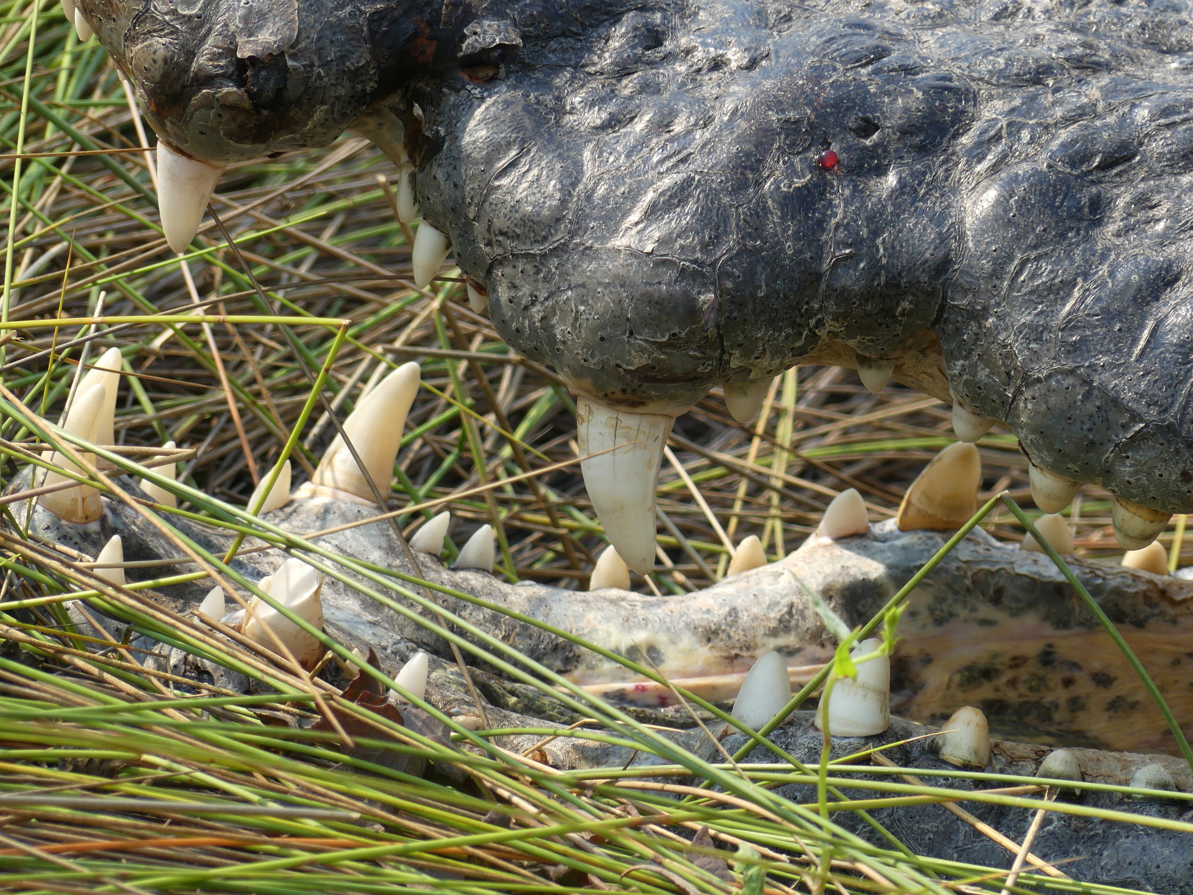 crocodile teeth closeup