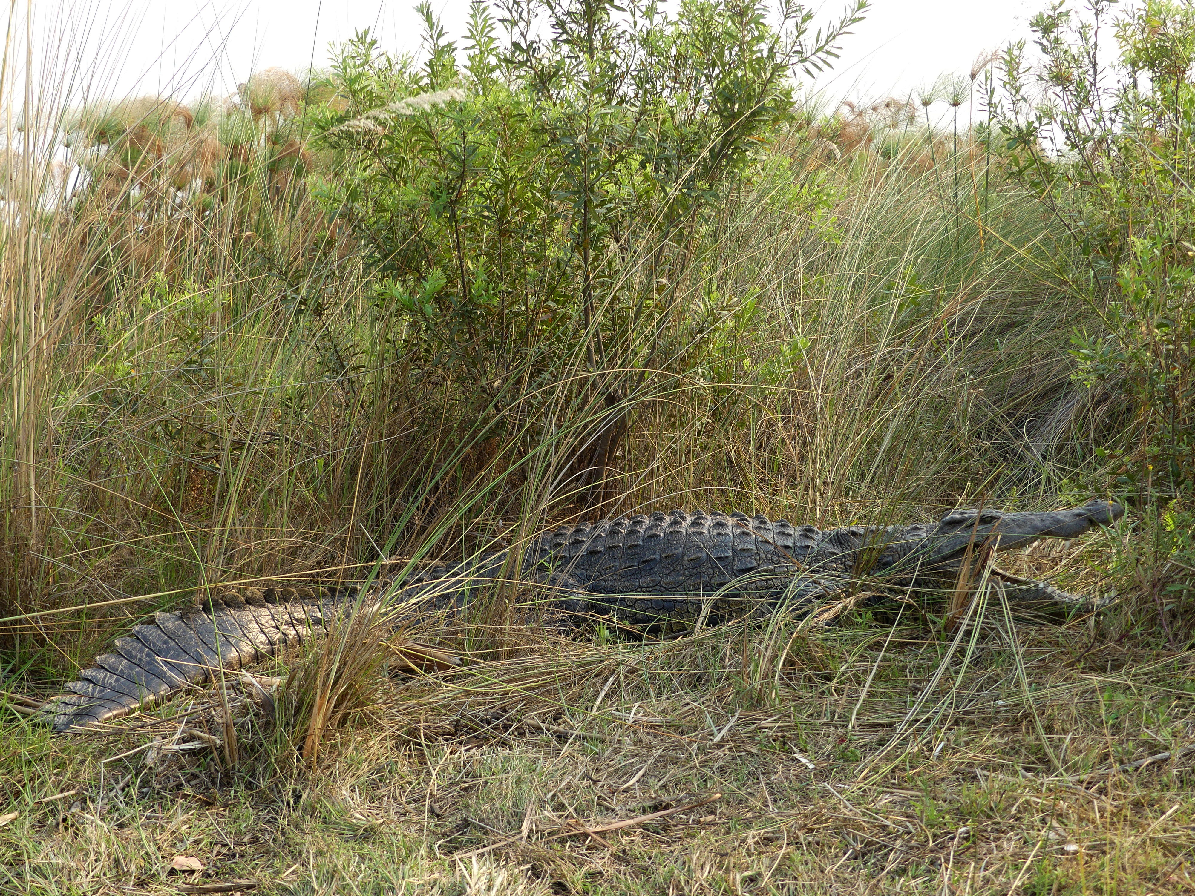 long crocodile